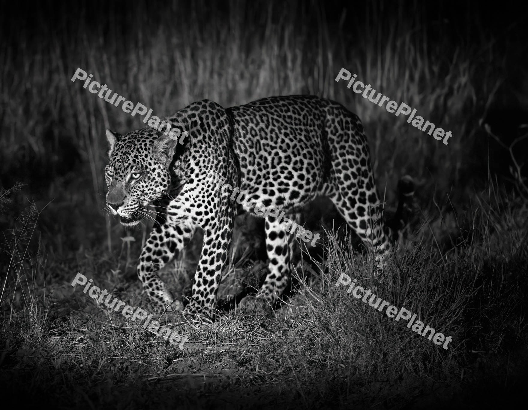 Sri Lankan leopard walking in the dark